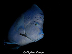 Yellowbar angelfish by Cigdem Cooper 